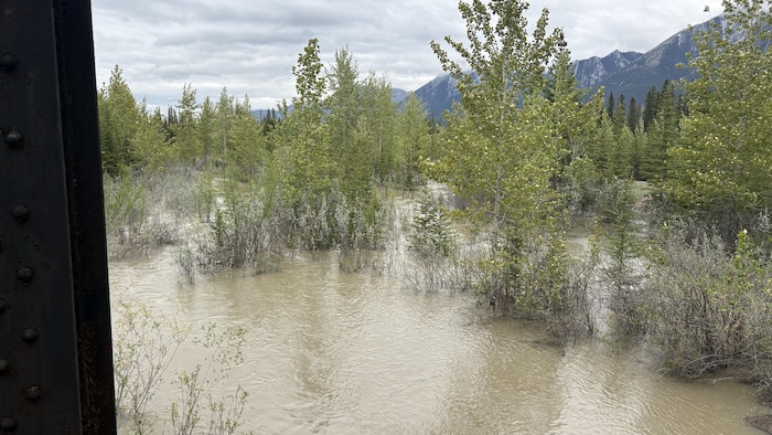 Une zone boisée inondée le long de la rivière Bow à Canmore le 30 mai, 2026.