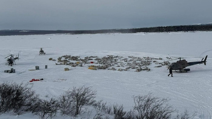 Plusieurs caribous morts entourés d'hélicoptères dans la neige.