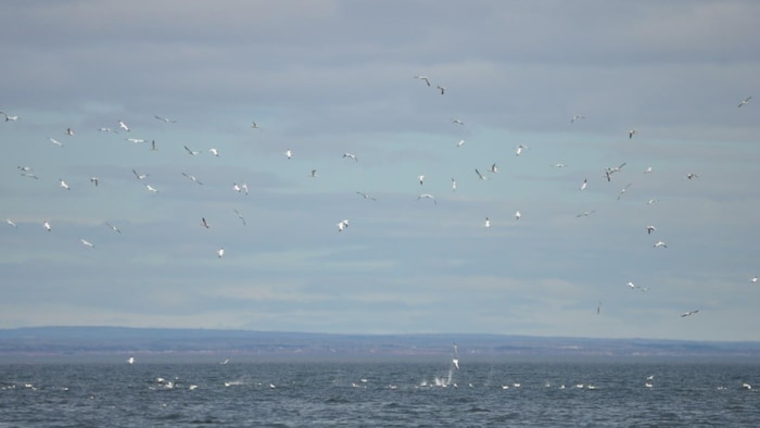Des oiseaux.