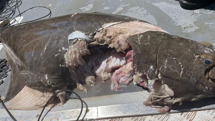 Un poisson à demi mangé.