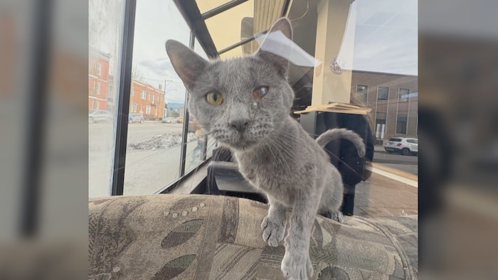 Un chat avec un œil infecté.