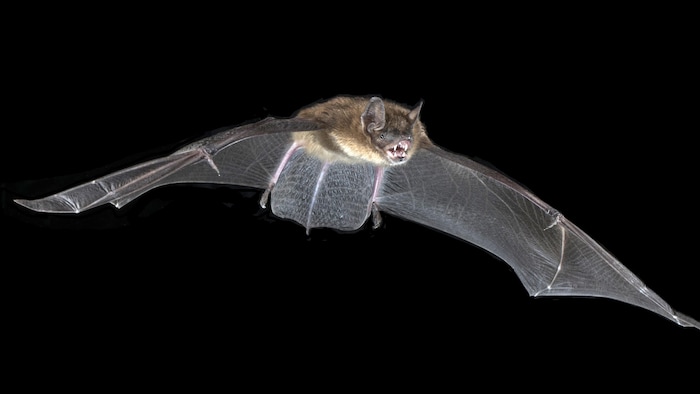 A brown bat granby zoo receives help municipalities new in granby zoo receives help municipalities the middle of theft.