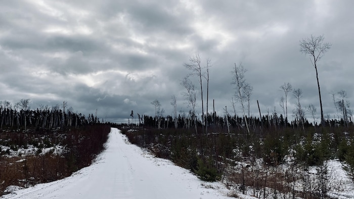 Une route à travers un chantier forestier où les arbres repoussent.