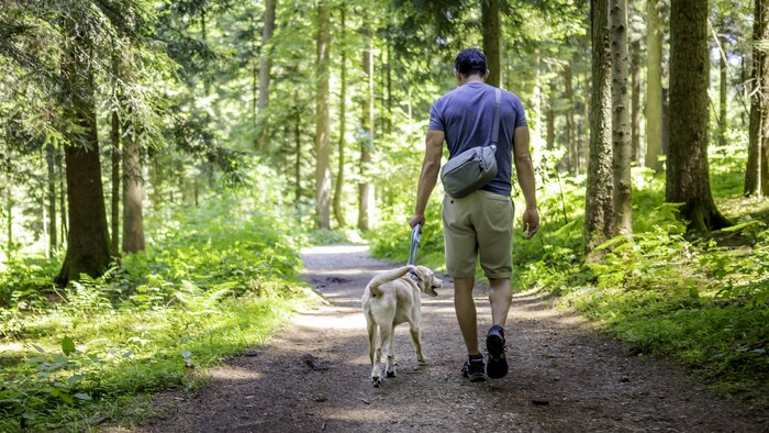 Un homme et un chien de dos qui marchent sur un sentier dans une forêt.