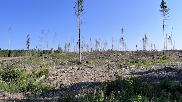 Des coupes forestières dans la réserve faunique de Matane.