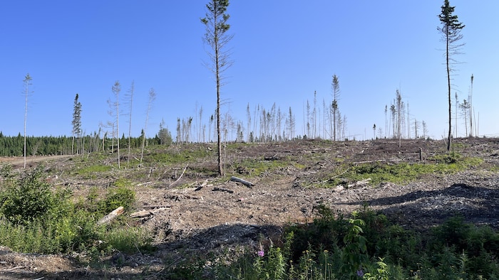 Des coupes forestières dans la réserve faunique de Matane