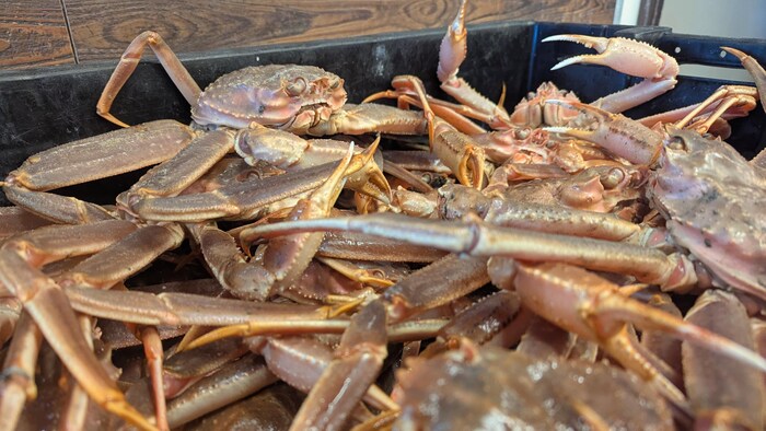 Du crabe vivant dans un bac.