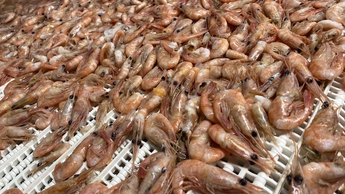 Crevettes nordiques en transformation à l'usine Crevette du Nord Atlantique