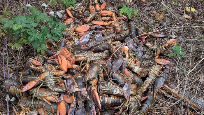 Hommards Deux décharges de homard trouvées en forêt dans le Restigouche | Radio ...