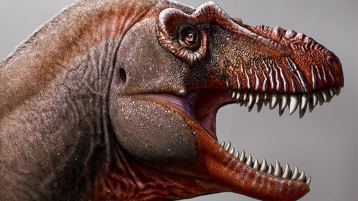 Représentation d'un tyrannosaure la gueule ouverte. On peut voir une rangée de dents acérées. Des lignes verticales comme des cicatrices ponctuent sa mâchoire. 