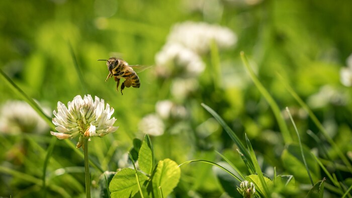 Gros plan d'une abeille qui s'apprête à se poser sur une fleur.