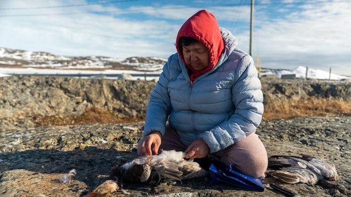 Elisapi Aliqu plume un oiseau à Akulivik.