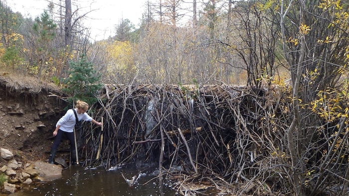 Emily Fairfax estudia una presa construida por los castores. 