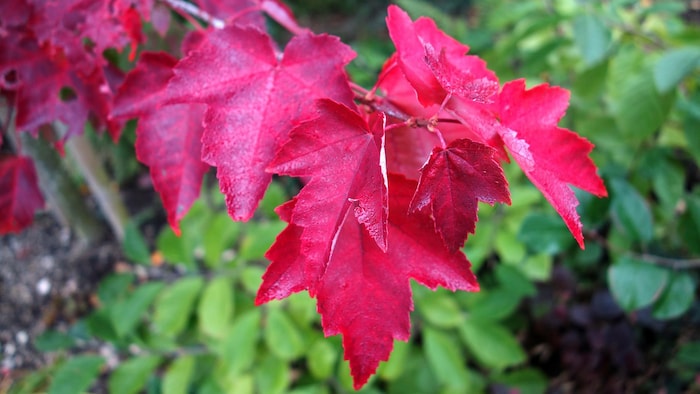 Une branche de feuilles d'érable rouge.