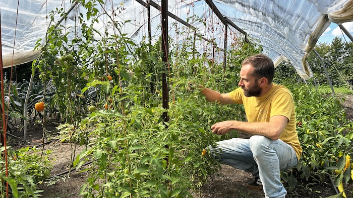 Un homme à genoux devant des plants de tomates dans une serre.