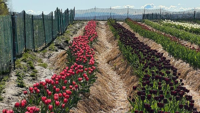Un champ de tulipes clôturé. 