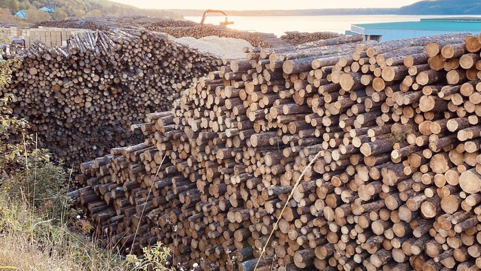 Des piles de billots de conifères.