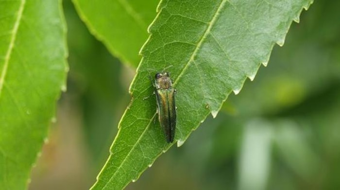 Un agrile sur une feuille d'arbre. 