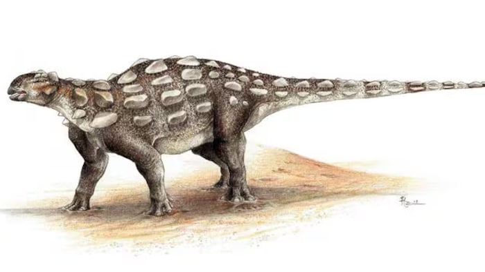 Un dessin de Gobisaurus, un dinosaure. 