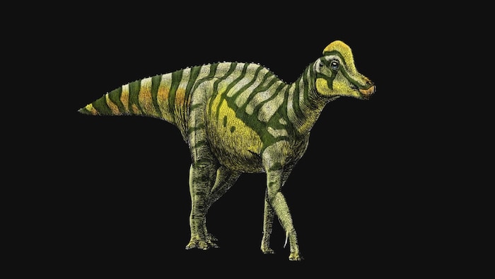 reproduction d'un hadrosaure.