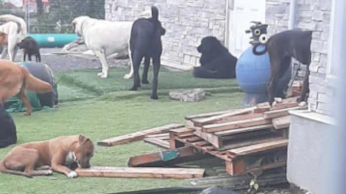Des chiens jouant dans une cour.