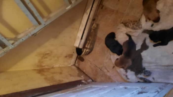 Des chiots dans une salle de bain.