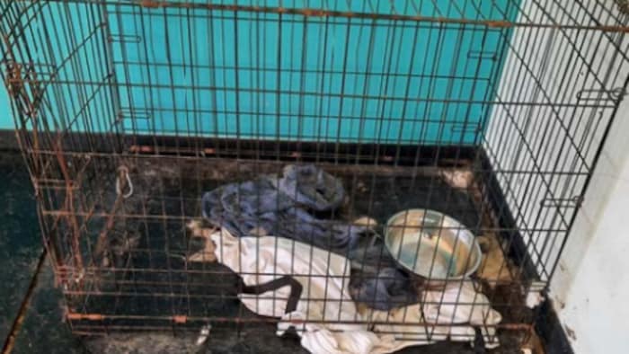 Des cages de chiens au sol.