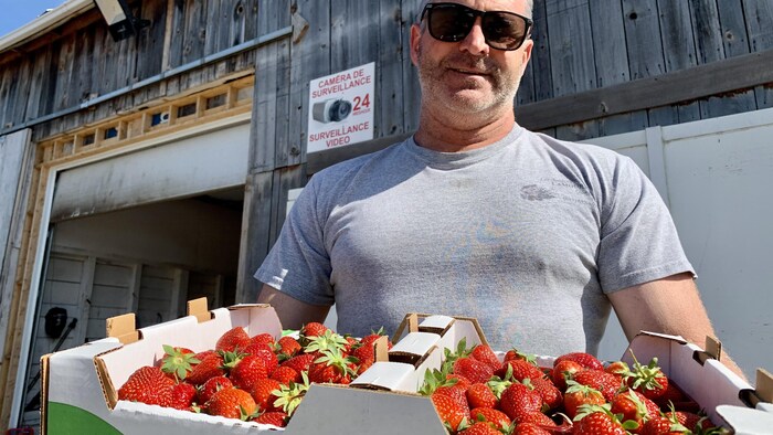 Jacques Lamoureux tient des casseaux de fraises devant la caméra.