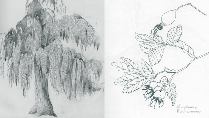 Illustrations d'un arbre et d'une branche avec des feuilles.