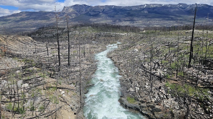 Une rivière qui coule au milieu d'arbres brûlés au sol. Au loin les montagnes rocheuses. Juillet 2026.