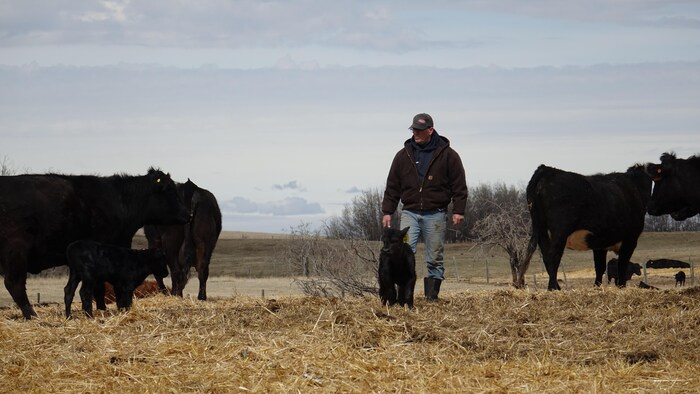 Kent Holowath marche au milieu de son troupeau avec un petit veau en avant. 