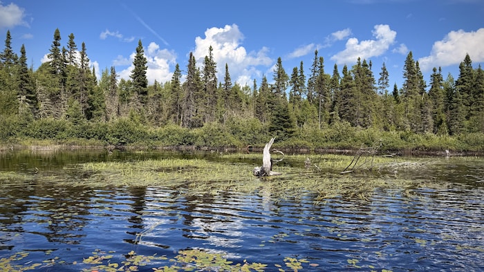 Le lac des Cèdres.
