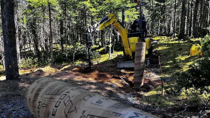 Une grue travaille en forêt.