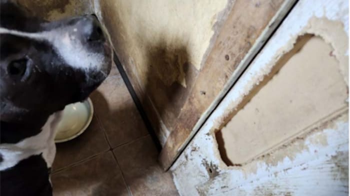 Un chiot dans une salle de bain.