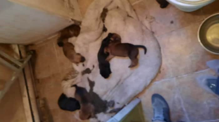 Des chiots sur un drap dans la salle de bain.