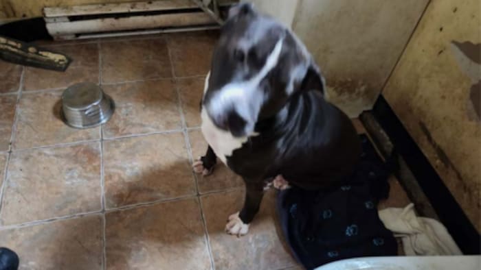 Un chiot dans une salle de bain.
