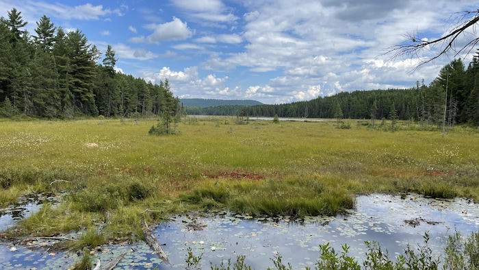 Une forêt qui enchâsse un milieu humide.
