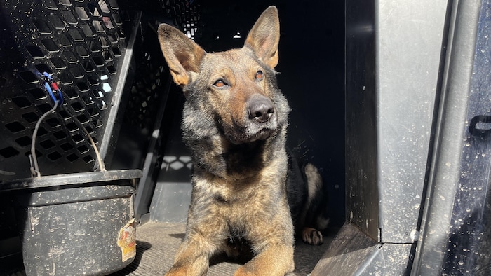 Un berger allemand dans un camion.