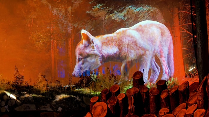 Une projection d'un loup sur un grand écran invisible dans une forêt.