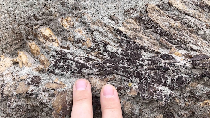 Deux doigts montrent de la peau fossilisée.