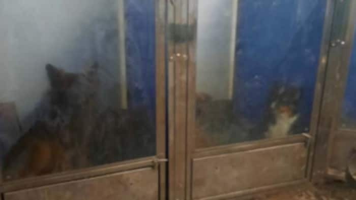Des chiens dans un enclos.
