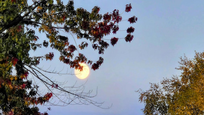 Une superlune brille dans un ciel bleu. 