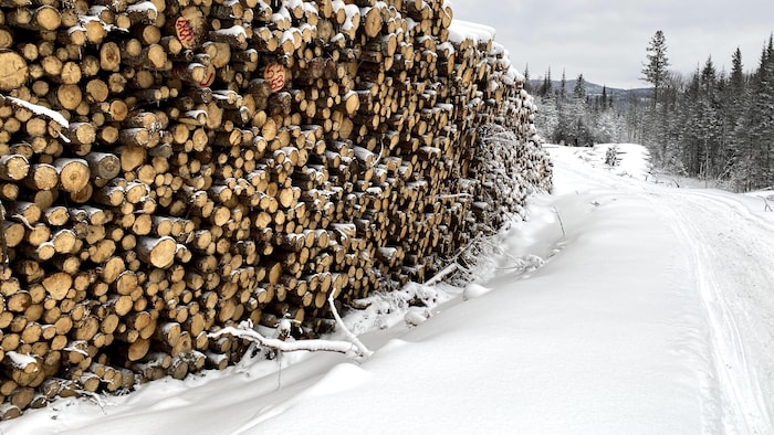 Du bois coupé en bordure d'un chemin forestier.
