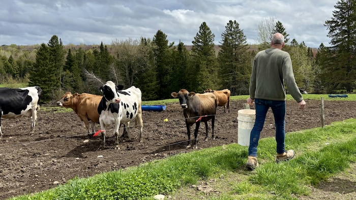 Un producteur bovin sur sa terre.