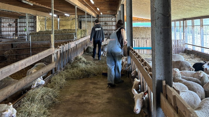 De jeunes agriculteurs dans leur ferme bovine.