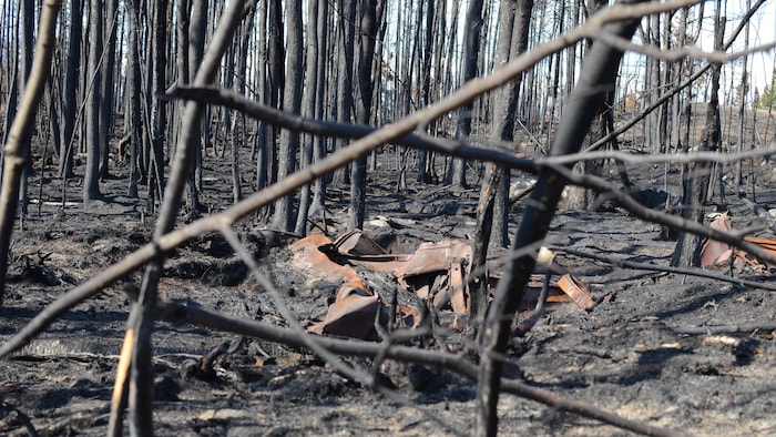 Une forêt brûlée avec les cendres d'une structure au milieu.