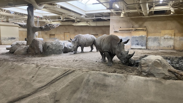 Deux rhinocéros à l'intérieur. 