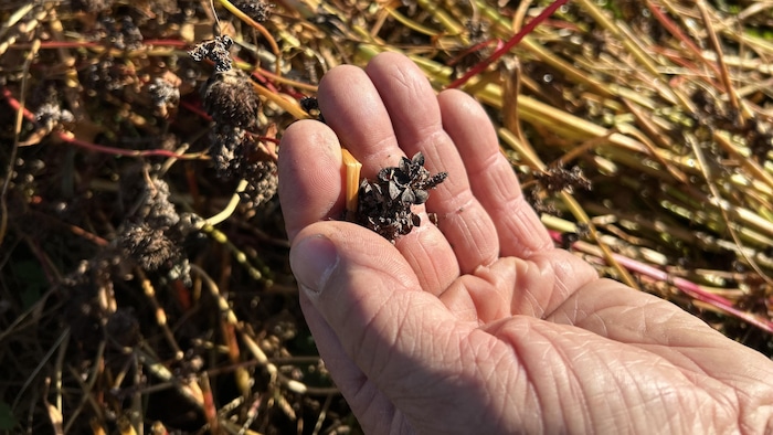 La main de Daniel Lavergne tient une fleur de sarrasin qui pousse dans un champs.
