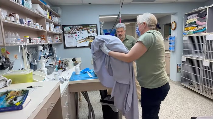 Une secouriste maintient le héron dans une couverture. 