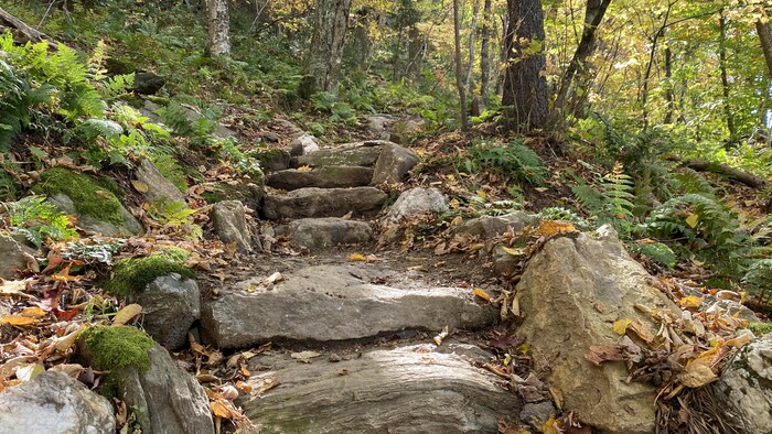 Presque tout le couvert forestier du mont Foster est maintenant protégé ...